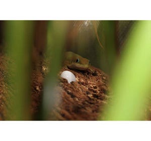 静岡県・iZooで、爬虫類の産卵ラッシュ到来