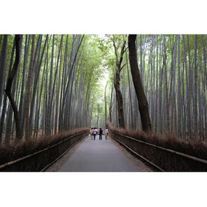 絵葉書の世界を探索 - 京都の神髄を心ゆくまで味わえる散歩道5選