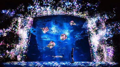 神奈川県 新江ノ島水族館 チームラボの夜イベント 水槽に花が咲き乱れる マイナビニュース