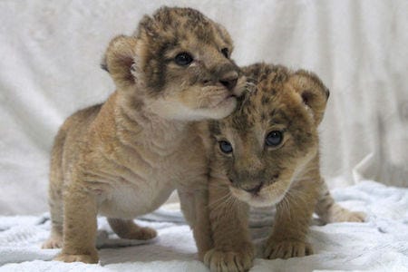 双子のライオンの赤ちゃん 公開開始 マイナビニュース
