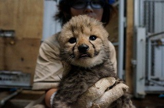 夜の動物を観察できる ナイトサファリ 開催 マイナビニュース