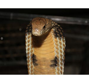 世界最大の毒蛇「キングコブラ」に会える! - 体感型動物園iZoo