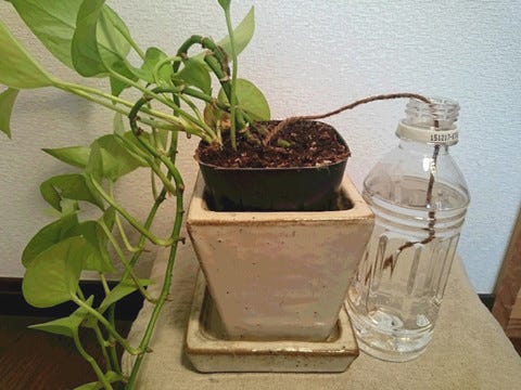 留守時でも安心 100均グッズで自動的に植物に水やりする方法を試してみた マイナビニュース
