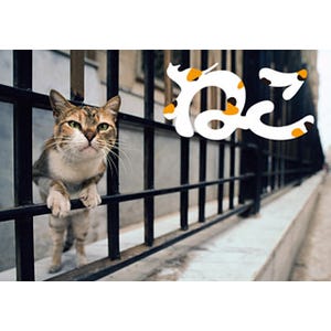 東京都や神奈川県でも! 岩合光昭の猫写真展、全国各地の開催情報
