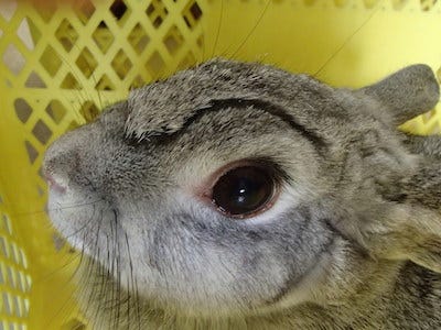 突然眉毛が出現したウサギが話題に 京都府 京都市動物園 マイナビニュース