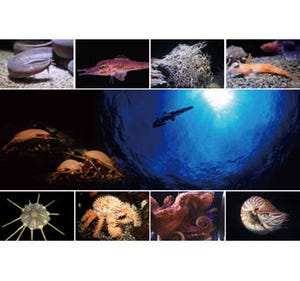 希少深海生物の宝庫「東京海底谷」に住む深海生物40種250点を展示