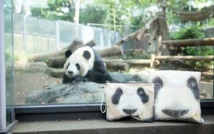 東京都・上野動物園のシンシンがモデル! パンダの顔面ポーチなどが発売