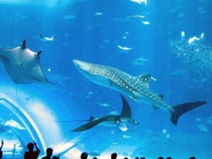 世界の動物園&水族館ランキング発表!!