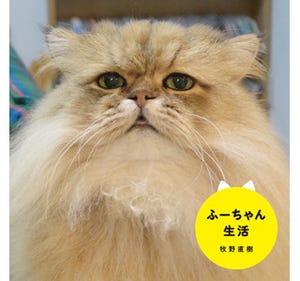 フォロワー数7万人超の人気猫「ふーちゃん」が写真集になった!