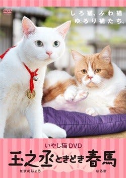 白猫 玉之丞とワイモバイルcmの猫 春馬が共演 猫だらけdvd第2弾発売決定 マイナビニュース
