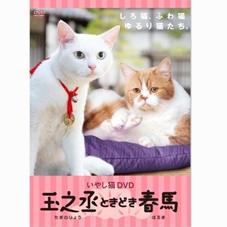 白猫･玉之丞とワイモバイルCMの猫･春馬が共演! 猫だらけDVD第2弾発売決定