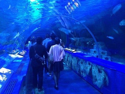 東京都 品川で 夜の水族館 を貸し切り 謎解き婚活イベント開催 マイナビニュース