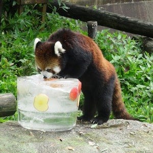 福岡市動物園、動物たちへの氷のプレゼントを実施