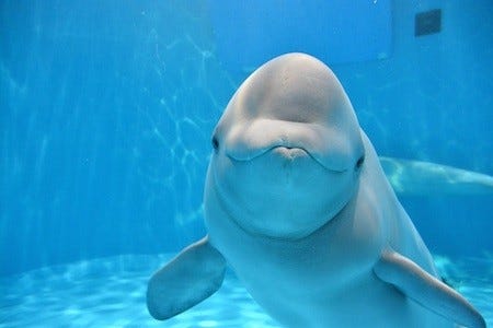 愛知県 名古屋港水族館のシロイルカが満3歳に マイナビニュース