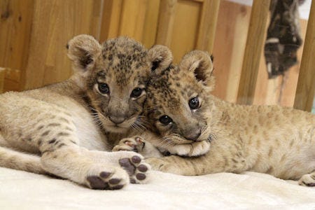 双子のライオンの赤ちゃんの寝顔を紹介 富士サファリパーク マイ