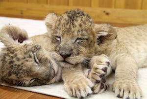双子のライオンの赤ちゃんの寝顔を紹介 - 富士サファリパーク