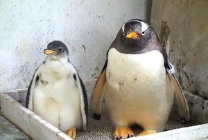 ジェンツーペンギンの赤ちゃんが順調に成長中