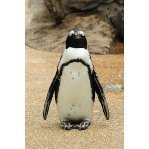置物のように直立不動のペンギンを紹介 - 京都府・京都水族館