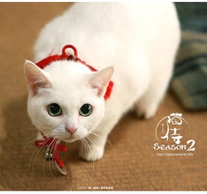 東京都・原宿で『猫侍』の白猫・玉之丞に会える! 1日限定の撮影会