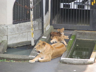 東京都・多摩動物公園で、ライオンの子どもたちが展示デビュー