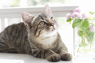 猫からうつる人間の病気を獣医師が解説 マイナビニュース