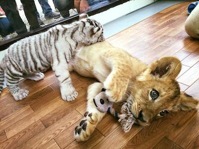 ホワイトタイガーとライオンの赤ちゃんが仲良しすぎると話題に マイナビニュース
