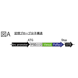 Ptsdの原因となるような恐怖記憶を消去できる分子スイッチを東大が発見 Tech