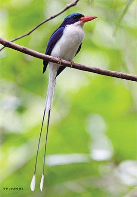 写真集 世界の美しいカワセミ 刊行 マイナビニュース