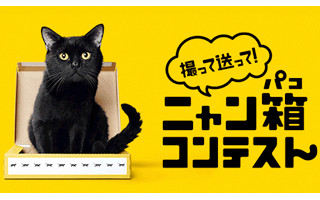 黒猫がクロネコヤマトの箱を組みたてる動画が公開中