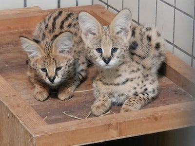 東京都 多摩動物公園で ネコ科 サーバル の子どもたちを公開 マイナビニュース