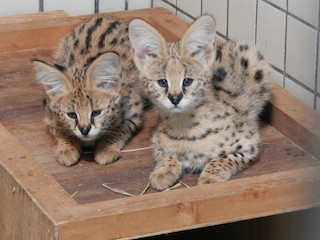 東京都・多摩動物公園で、ネコ科「サーバル」の子どもたちを公開