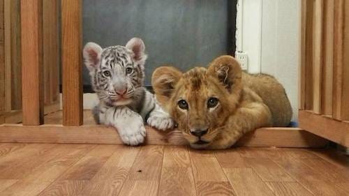 仲良しのホワイトタイガーとライオンの赤ちゃん お別れに マイナビニュース