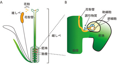 植物の受精効率を高める物質を発見 Tech