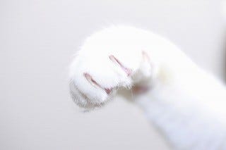 獣医師が教える猫の爪とぎ対策 マイナビニュース