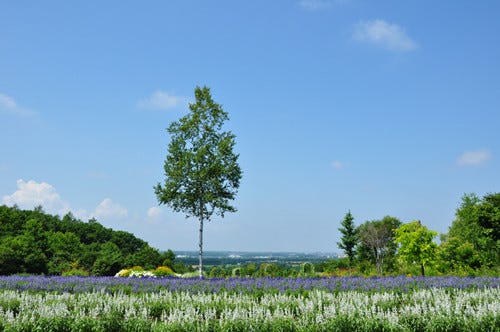 広域連携の成功例 北海道ガーデン街道 の8庭はここが必見 十勝編 マイナビニュース