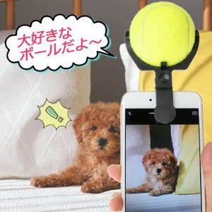 上海問屋、愛犬がスマホに釘付け? テニスボール付き撮影グッズだワン!