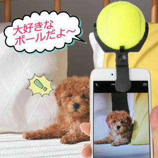 上海問屋、愛犬がスマホに釘付け? テニスボール付き撮影グッズだワン!