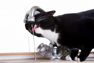 猫に積極的に水を飲んでもらう工夫を獣医師が解説  マイナビニュース