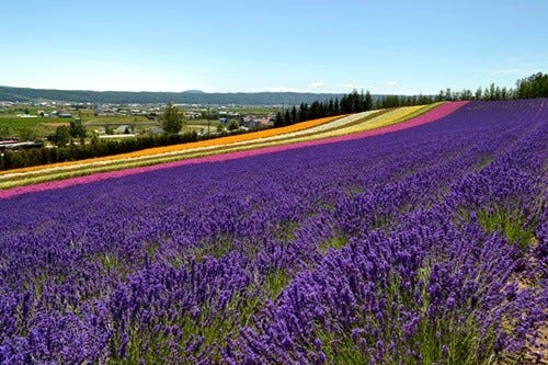 想像を超える風景 北海道 ファーム富田 のラベンダーにまた会いたくなる マイナビニュース