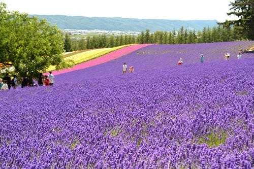 想像を超える風景 北海道 ファーム富田 のラベンダーにまた会いたくなる マイナビニュース