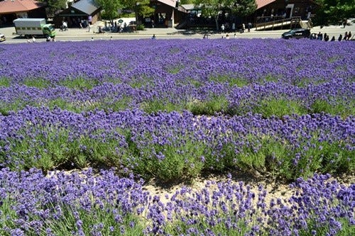 想像を超える風景 北海道 ファーム富田 のラベンダーにまた会いたくなる マイナビニュース