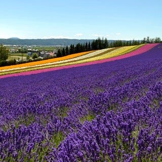 想像を超える風景 北海道 ファーム富田 のラベンダーにまた会いたくなる マイナビニュース