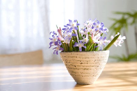 50 素晴らしい鉢植え 室内 花 最高の花の画像