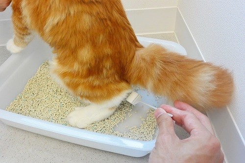 ウロキャッチャーを使った猫の採尿の上手なやり方とは? 獣医師が解説