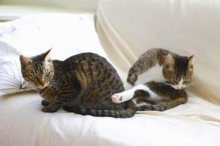 猫にソファで爪とぎをされないための対策を獣医師が解説 マイナビニュース
