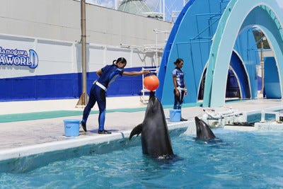 子イルカはどうやって技を学ぶ 水族館のトレーニング術 マイナビニュース