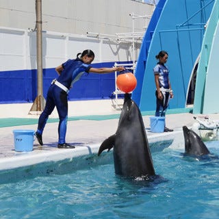 子イルカはどうやって技を学ぶ 水族館のトレーニング術 マイナビニュース