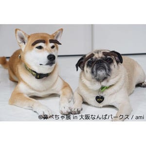 大阪で写真展「鼻ぺちゃ展」初開催--柴犬が主役の「巻きしっぽ展」も