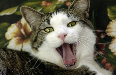 猫はなぜよく吐くのか 獣医師が解説 マイナビニュース