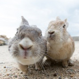 「うさぎの島」がある広島県竹原市、カフェもホテルもうさぎ尽くしに!